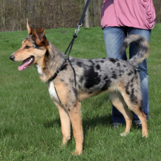 Учебная шлея для собак TRIXIE(Размер: 55-80см/25мм) Учебная шлея для собак TRIXIE(Размер: 55-80см/25мм)